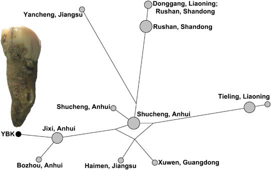 Y-STR network of Cao clans
