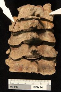 Ned Kelly's cervical vertebrae with arrows indicating the cut marks