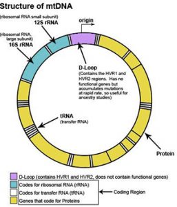 Structure of mtDNA