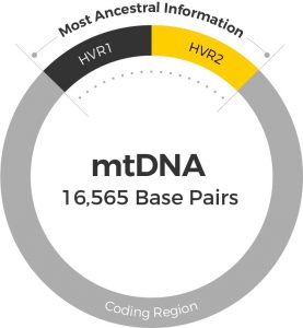 mtDNA regions