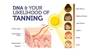 Did you know your ability to tan is controlled by your DNA?